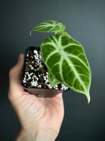 Alocasia Ninja | 7 cm pot