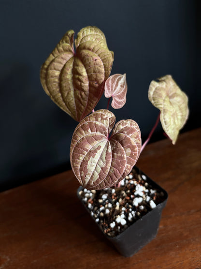 Dioscorea Discolor | 6 cm pot [B]