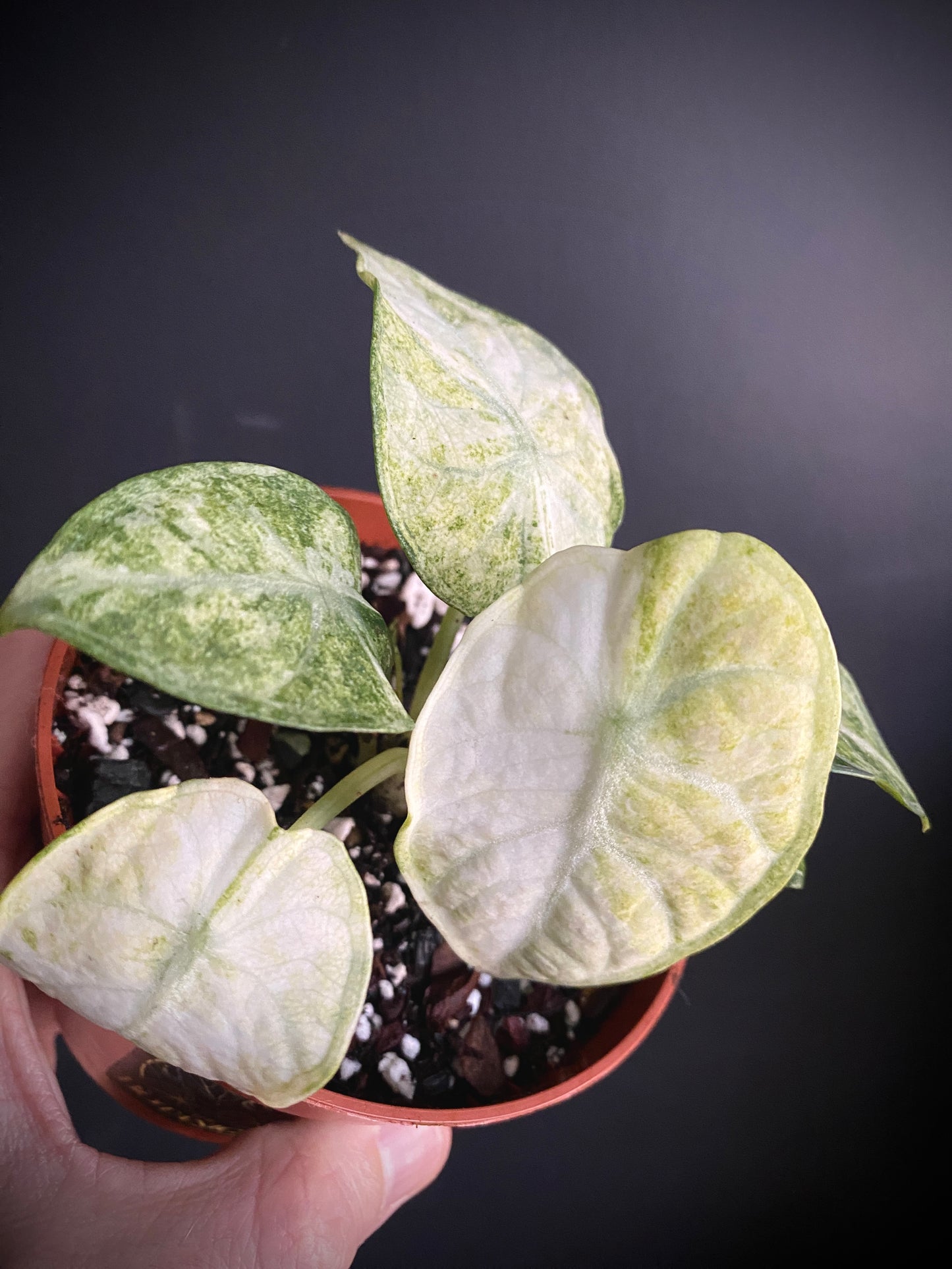 Alocasia Ninja Tricolor variegated | 10 cm pot [B]