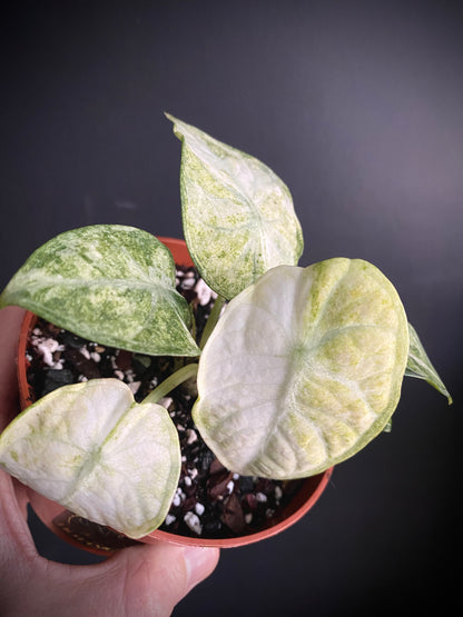 Alocasia Ninja Tricolor variegated | 10 cm pot [B]