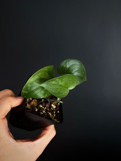 Scindapsus Black Mamba | 7 cm pot