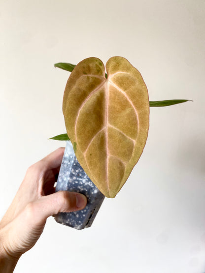 Anthurium Papillilaminum var A88 X AOS SKG (mint variegated) | 7 cm pot