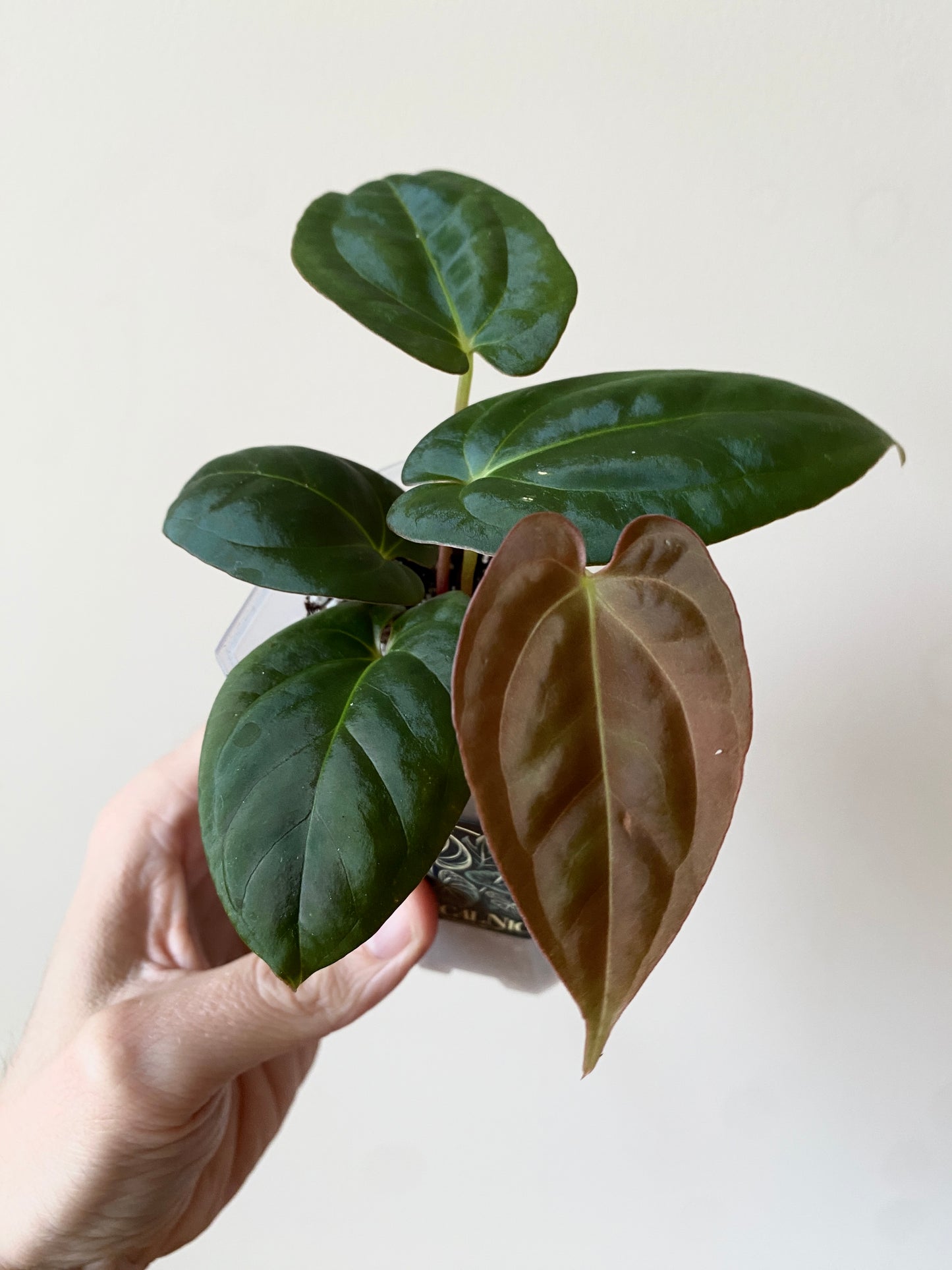 Anthurium Goliath X Papillilaminum Fort Sherman | 7 cm pot