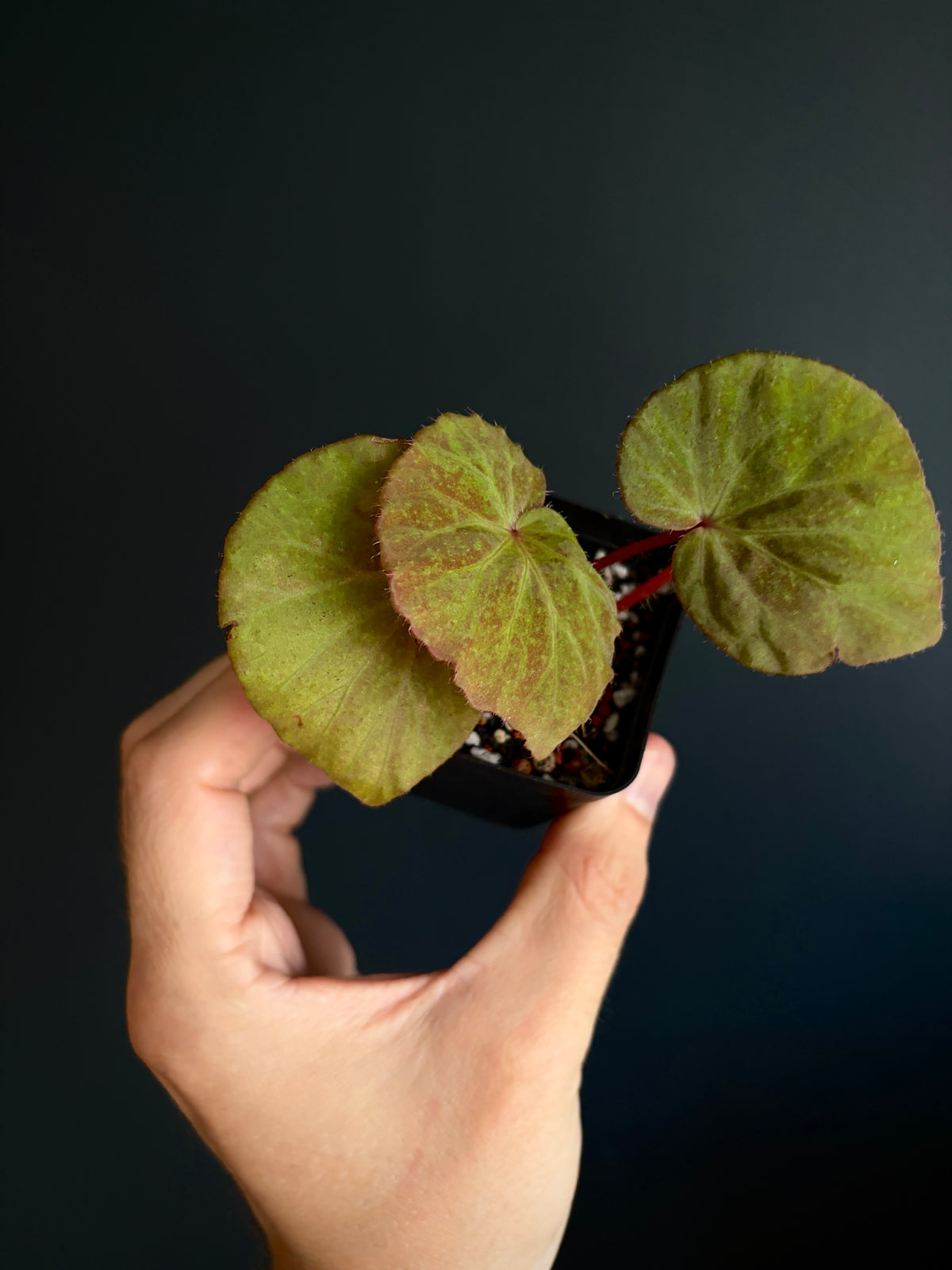 Begonia Ozotothrix | 6 cm pot