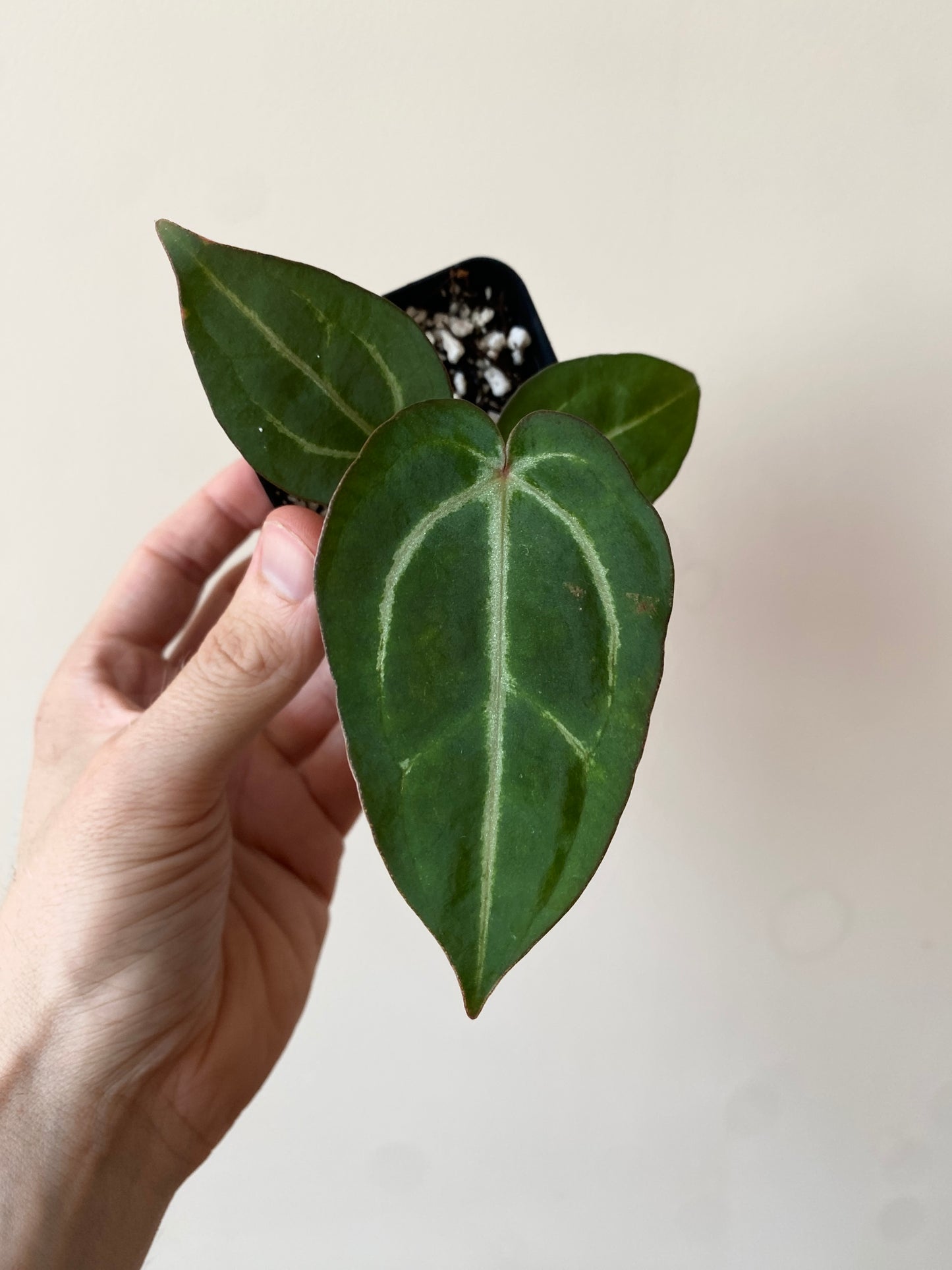 Anthurium Carlablackiae AU2 X Michelle x Zara | 7 cm pot