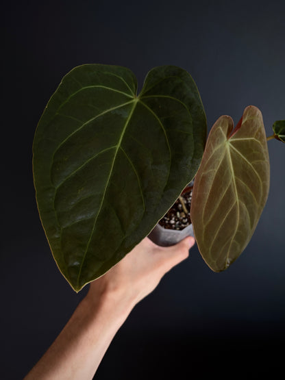 Anthurium Papillilaminum Legend x self | 7 cm pot