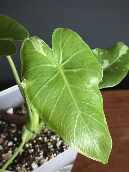 Alocasia Okinawa Silver variegated | 7 cm pot