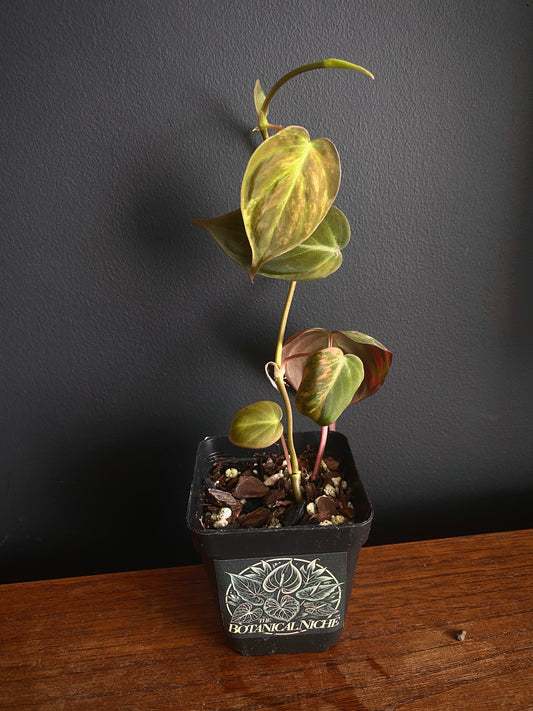 Philodendron Micans variegata | 7 cm pot [A]