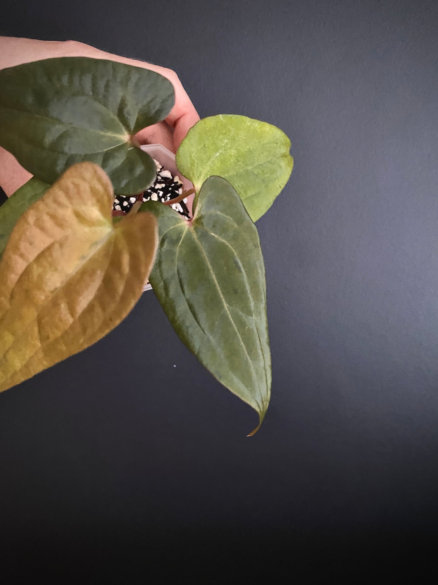 Anthurium RVDP (self) mint variegated | 7 cm pot [B]