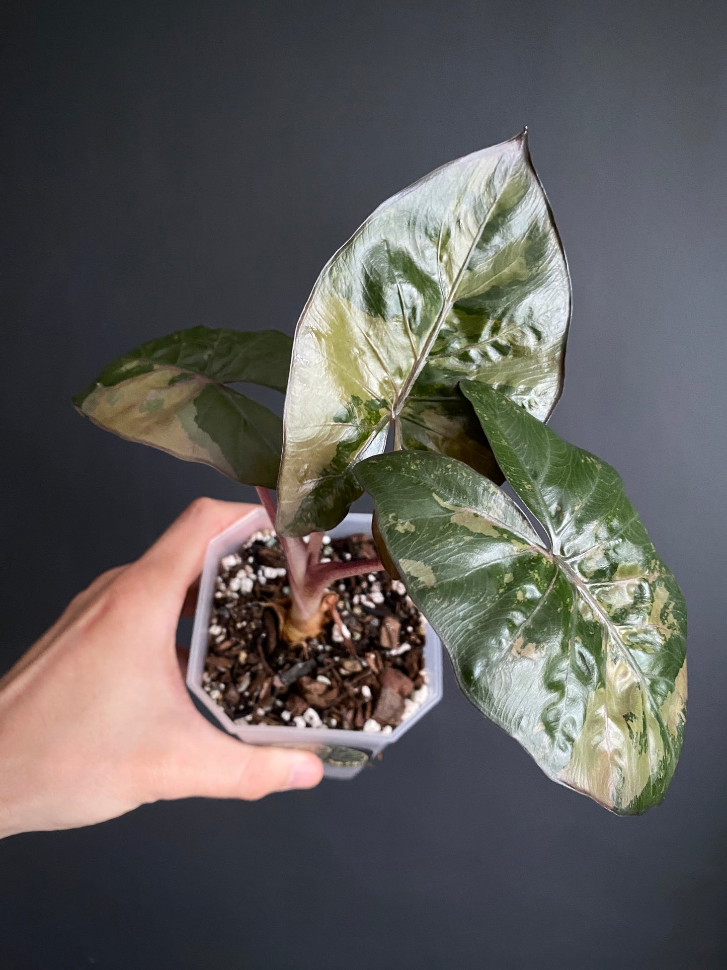 Alocasia Yucatan Princess variegated | 9 cm pot