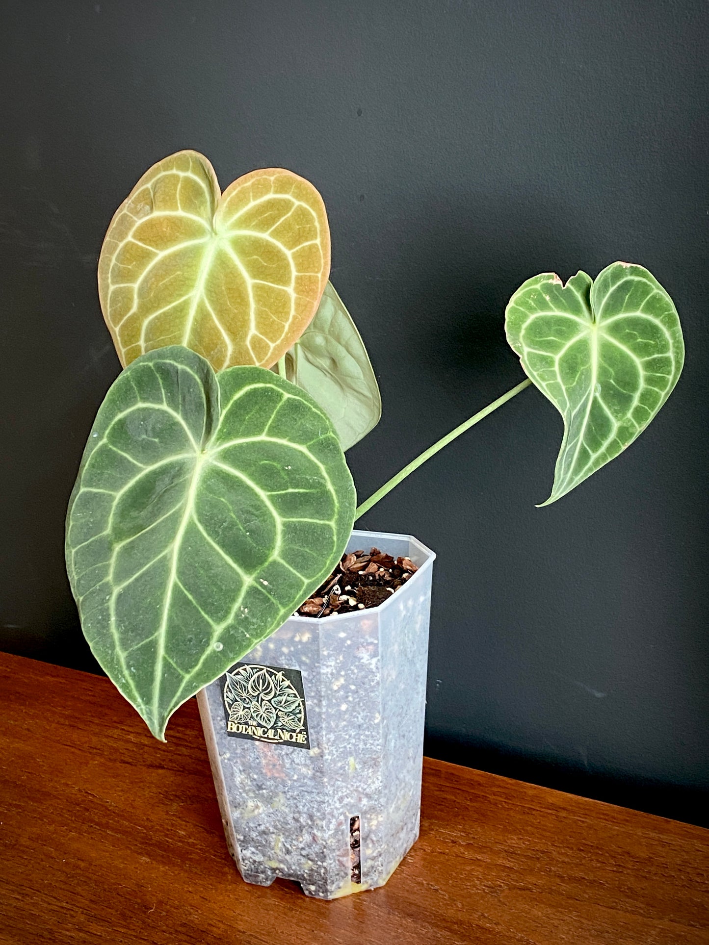Anthurium Clarinervium | 12 cm pot
