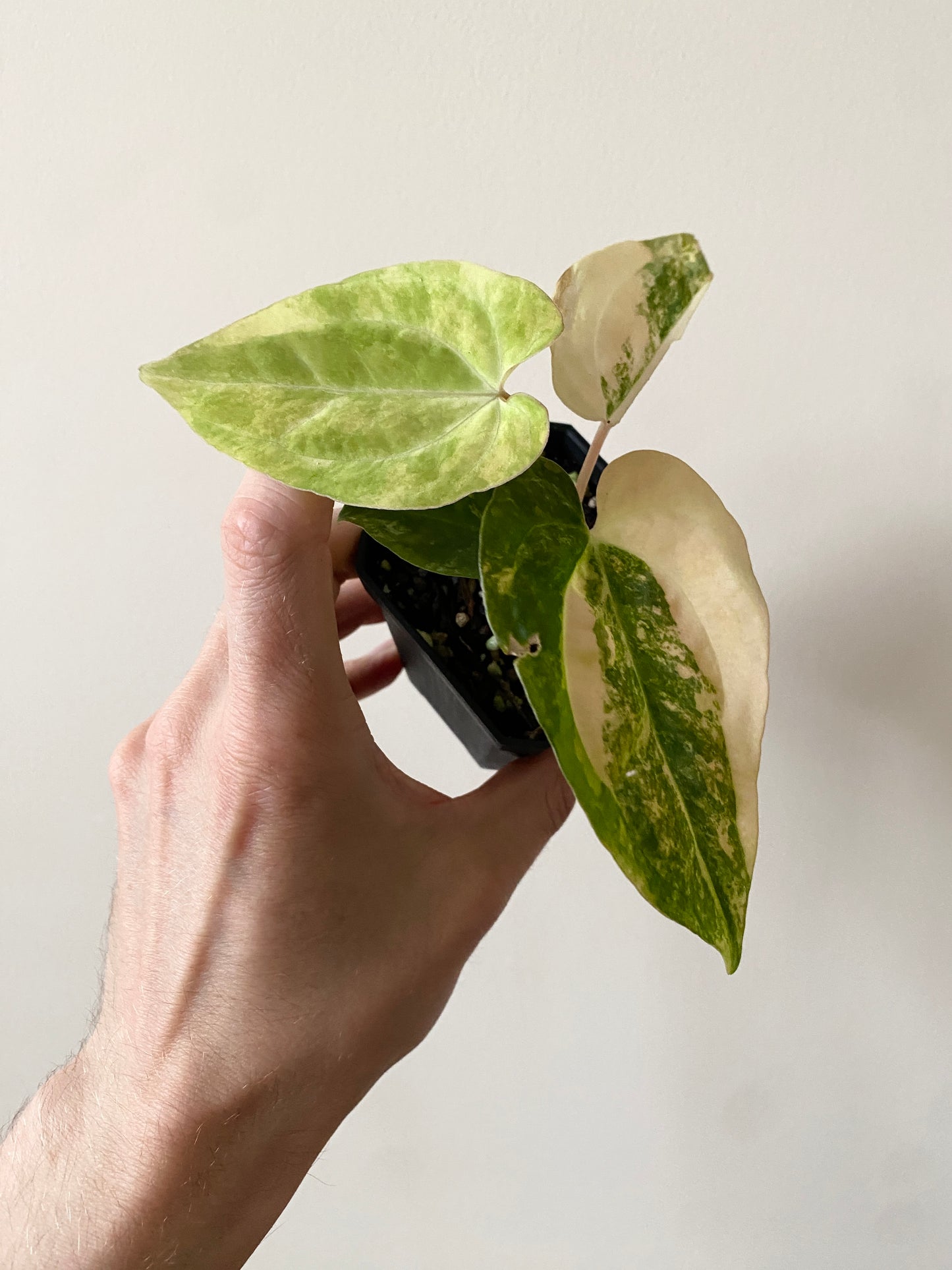 Anthurium Pap var X Ralph Lynam OG | 7 cm pot