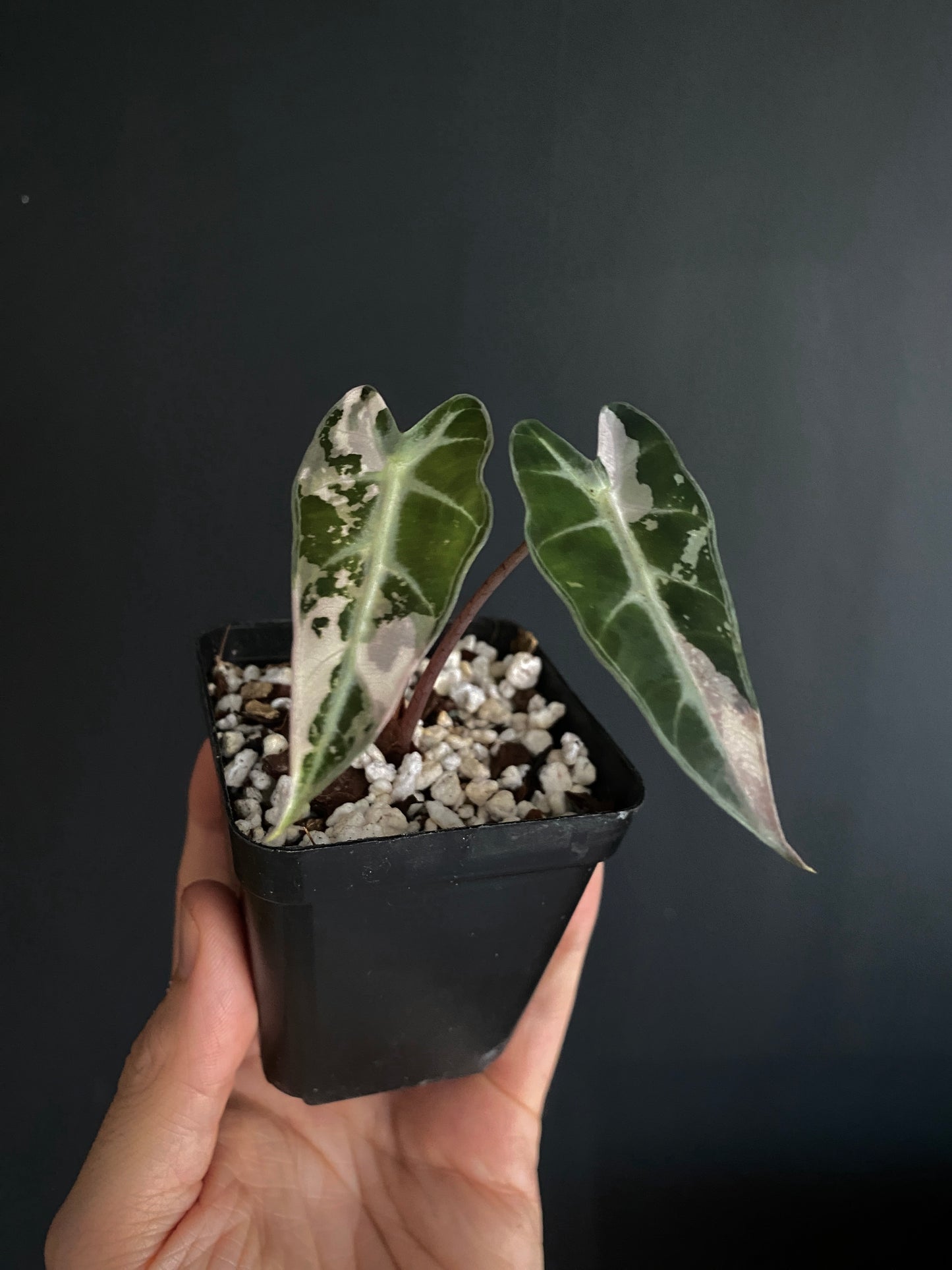 Alocasia Bambino Pink variegata | 7 cm pot