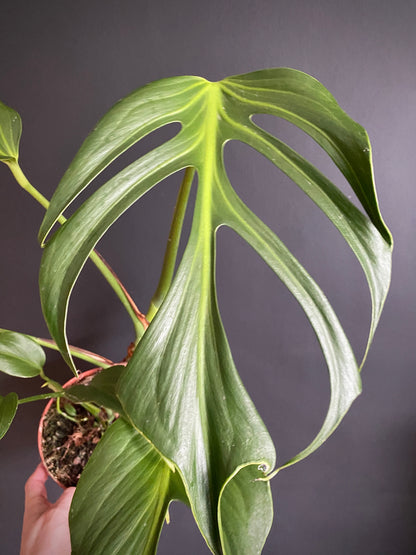 Monstera Burle Marx Flame | 15 cm pot [B]