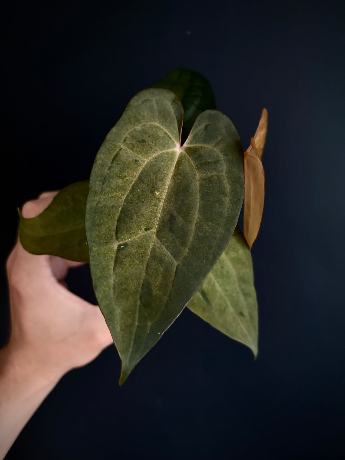 Anthurium RVDP (self) mint variegated | 7 cm pot [super-select]