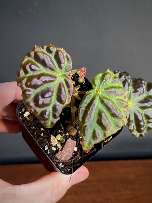 Begonia Dracopelta X Sarawak | 6 cm pot [B]