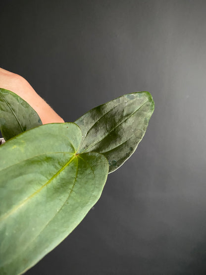 Anthurium Papillaminum (Ree Gardens x RL) X RLFS | 7 cm pot [C]