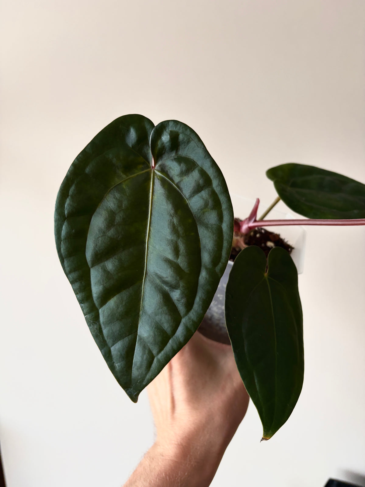 Anthurium DB Red Crystallinum X Luxurians | 9 cm pot
