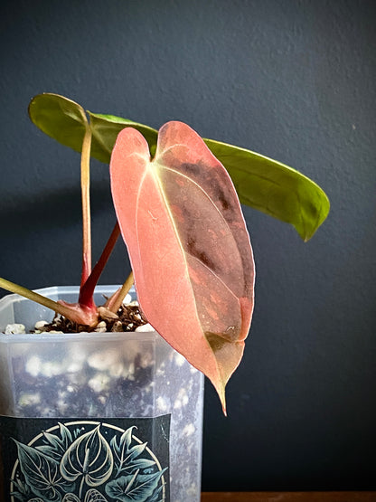 Anthurium Goliath (x self) variegated | 7 cm pot