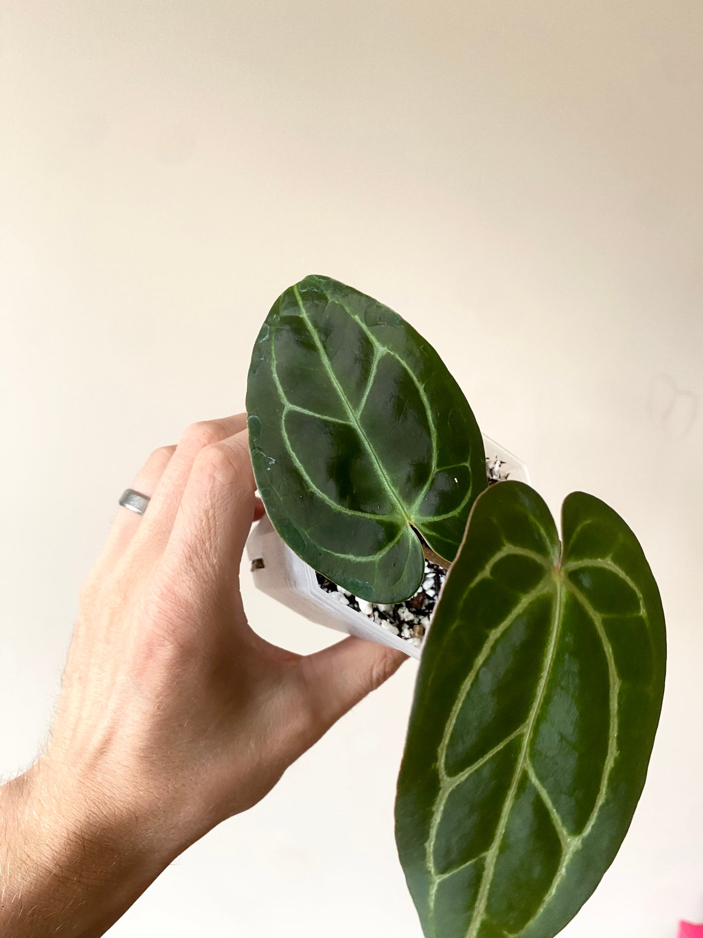 Anthurium Dark Web X Carlablackiae 'Marcella' | 7 cm pot