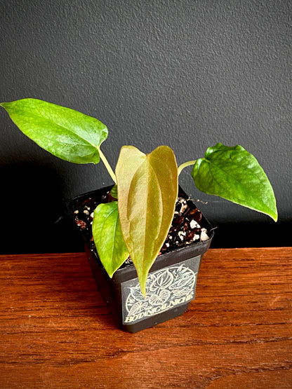 Anthurium Papillaminum Fort Sherman | 7 cm pot