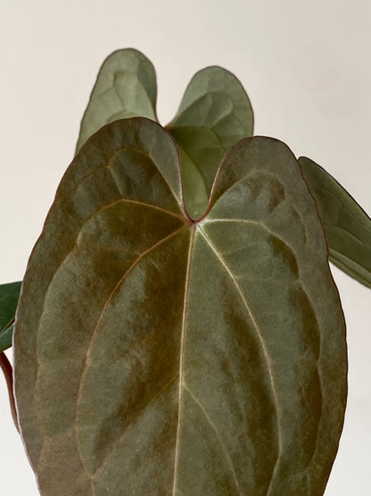 Anthurium Pap var X RVDP mint variegated | 7 cm pot