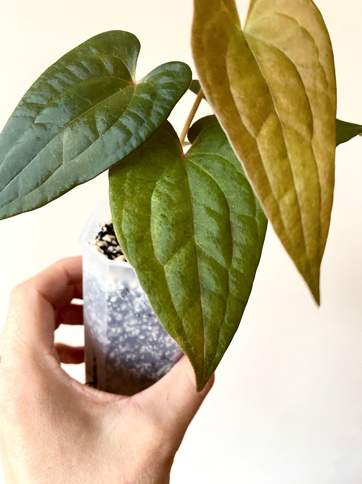 Anthurium RVDP (self) mint variegated | 7 cm pot [B]