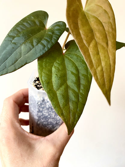 Anthurium RVDP (self) mint variegated | 7 cm pot [B]
