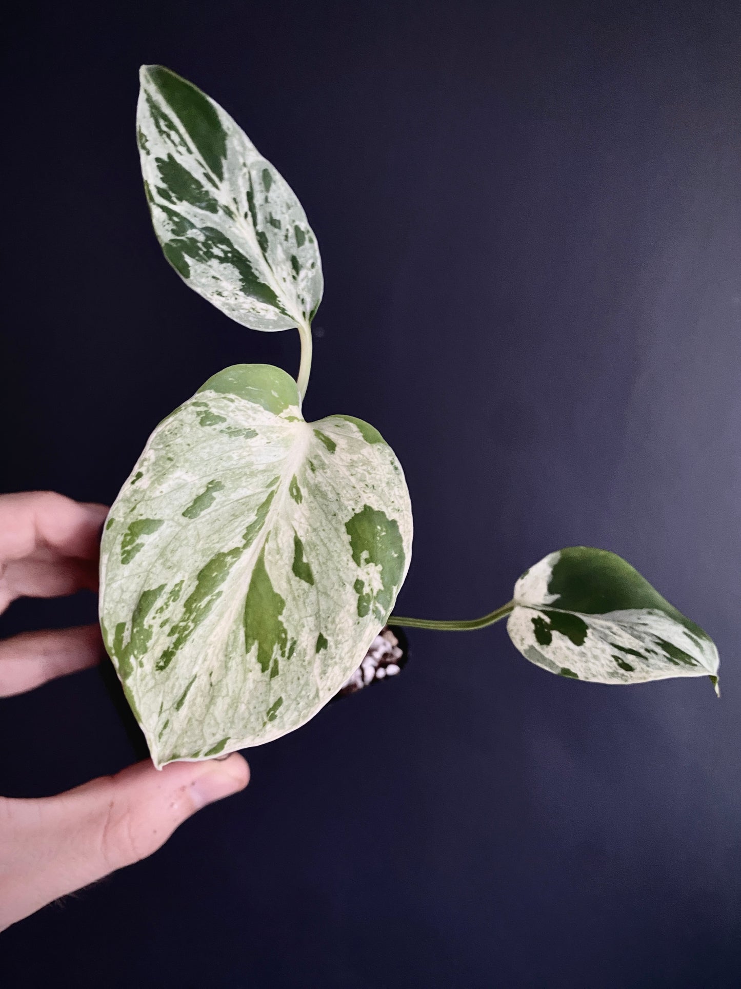 Monstera Bulbasaur | 7 cm pot