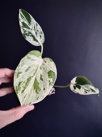 Monstera Bulbasaur | 7 cm pot