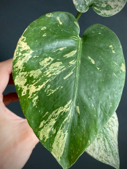 Monstera Deliciosa Mint variegated | 7 cm pot (C)
