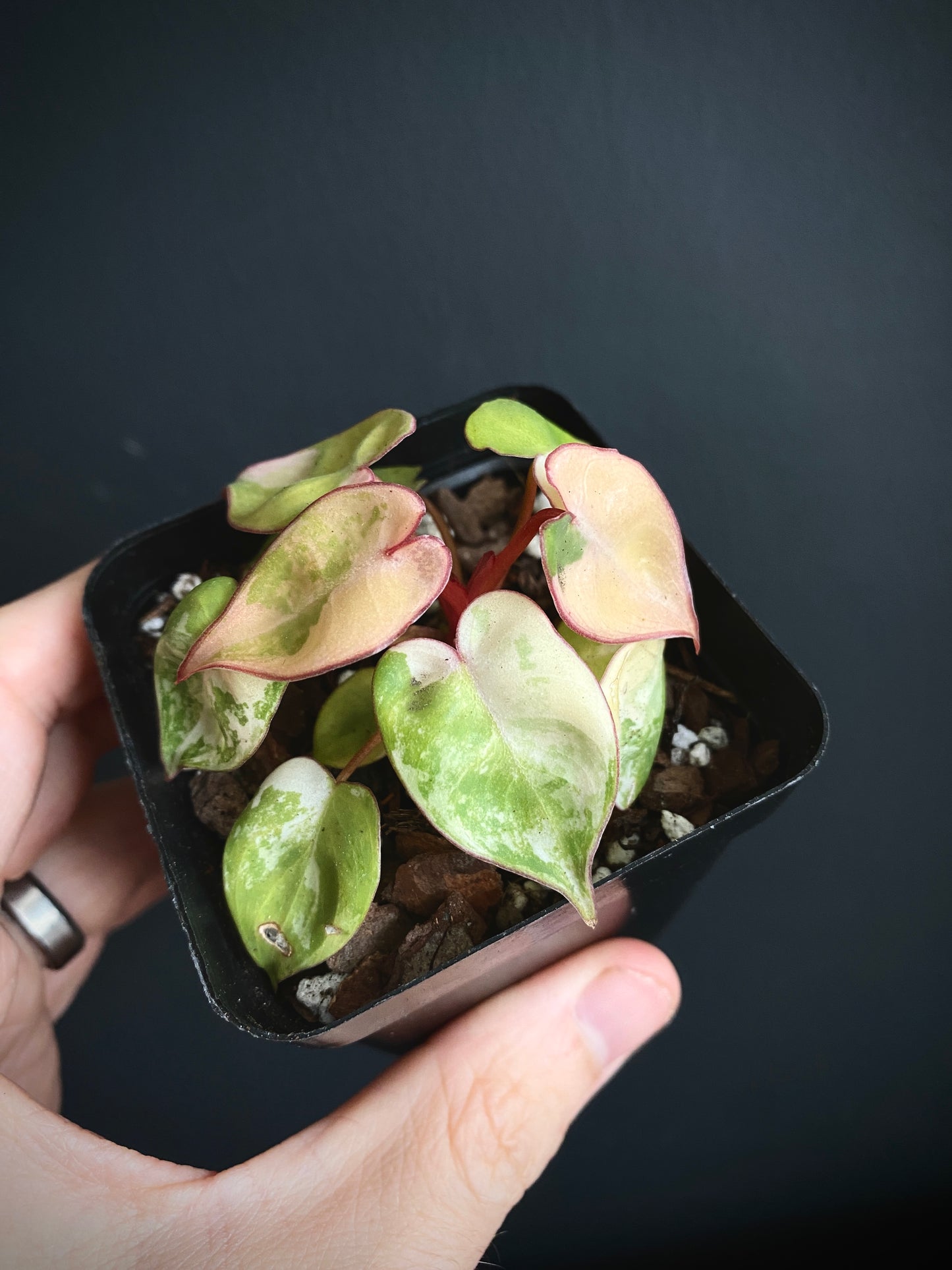 Philodendron Billietiae variegated | 7 cm pot [C]