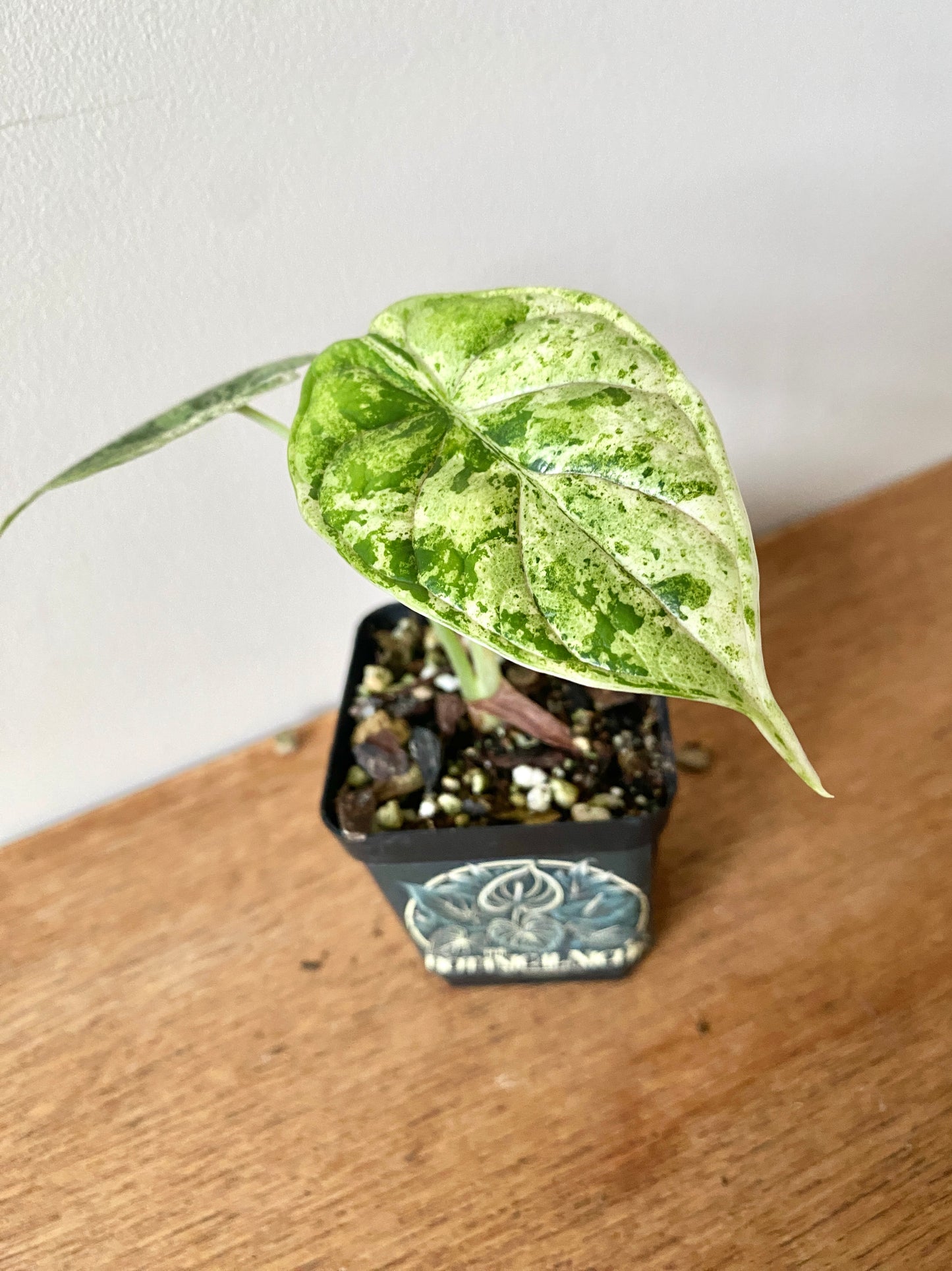 Alocasia Dragonscale Mint variegata | 6 cm pot [A]