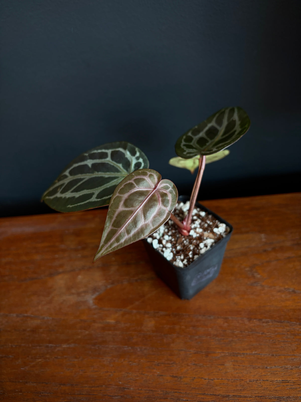 Anthurium DB Michelle | 7 cm pot