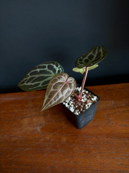 Anthurium DB Michelle | 7 cm pot