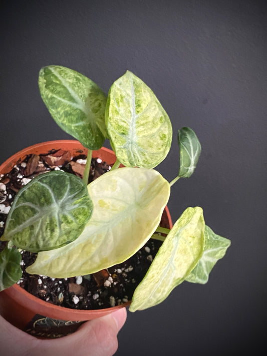 Alocasia Ninja Tricolor variegated | 10 cm pot [A]