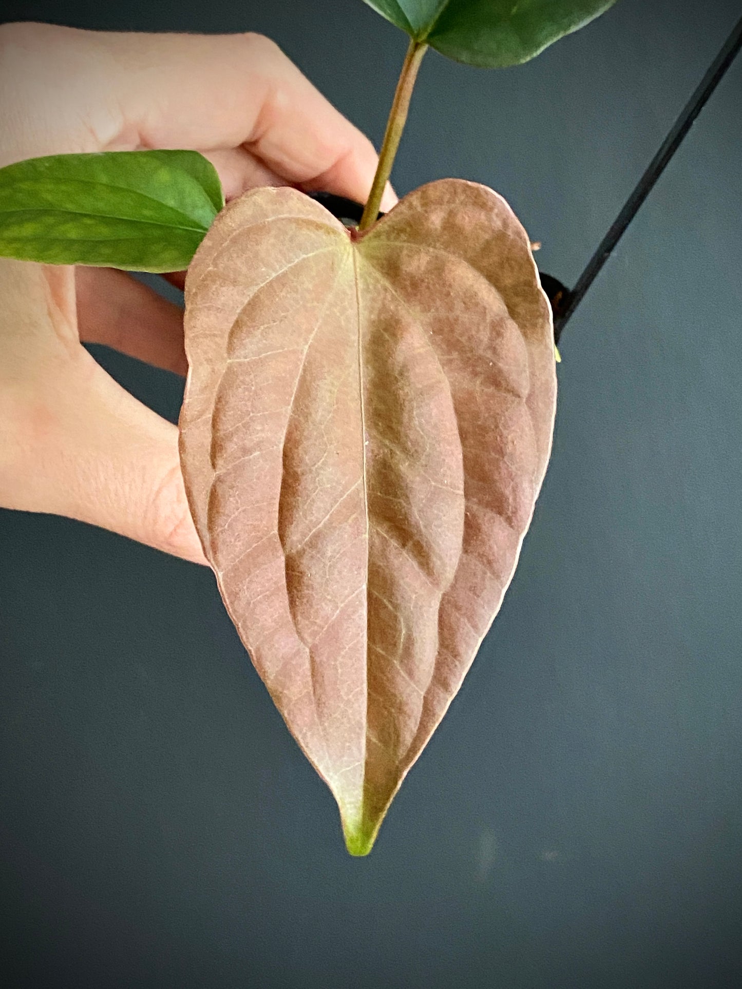 Anthurium Fort Sherman X Luxurians | 6 cm pot