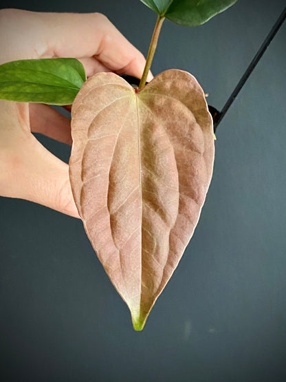 Anthurium Fort Sherman X Luxurians | 6 cm pot