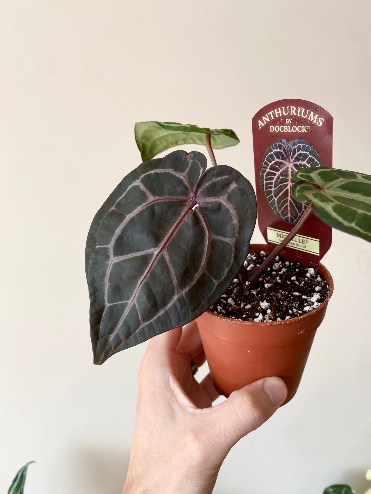 Anthurium DocBlock Michelle | 9 cm pot [C]
