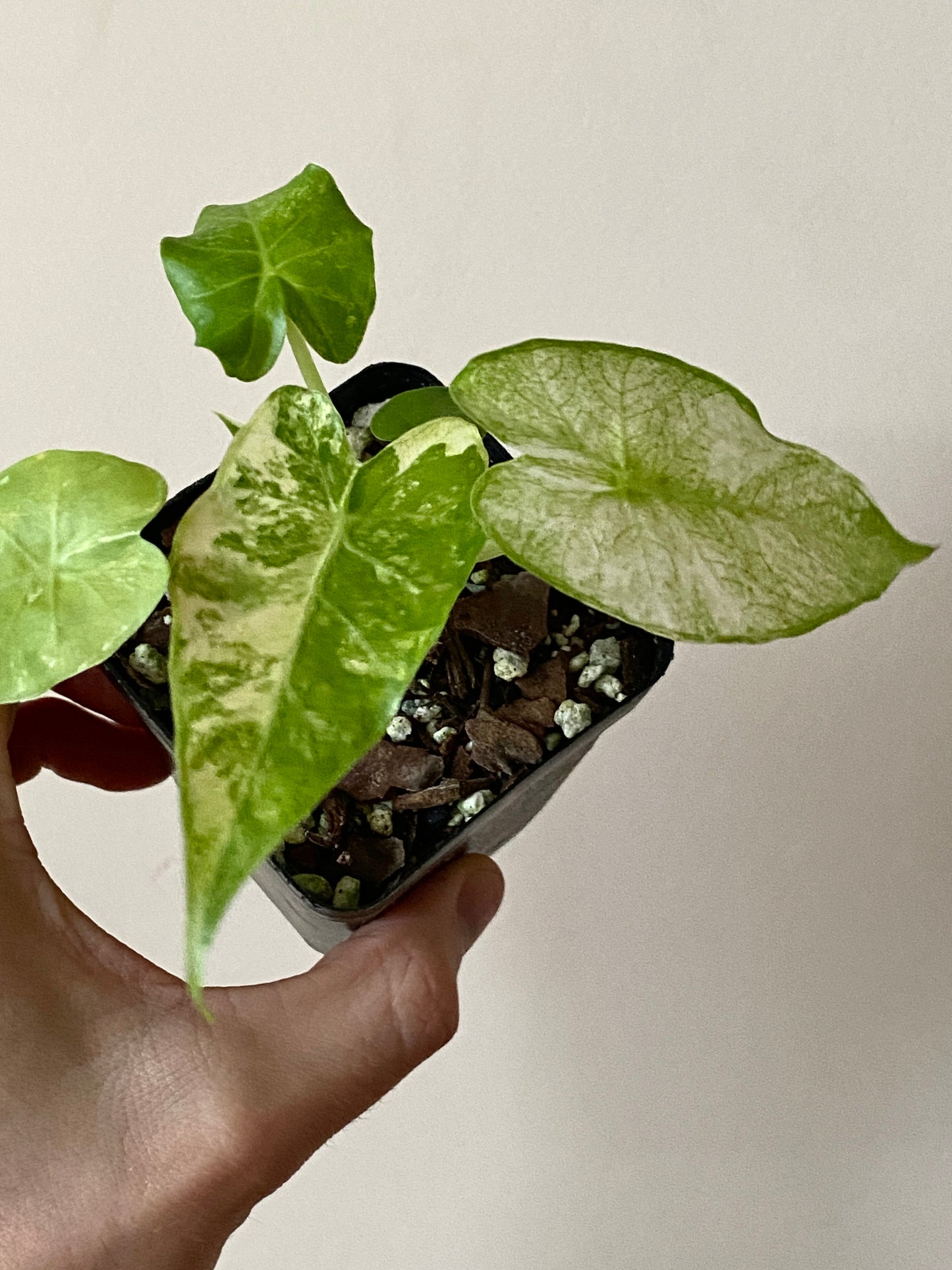 Alocasia Gageana Albo variegated | 7 cm pot