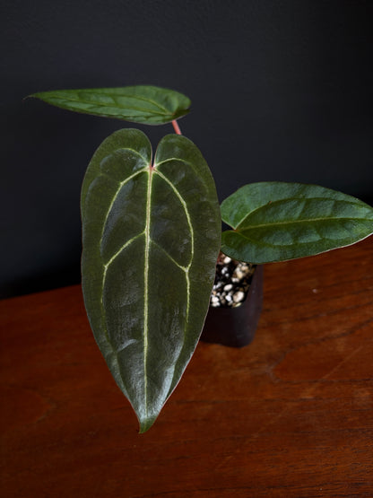 Anthurium Dark Knight X Carlablackiae | 7 cm pot