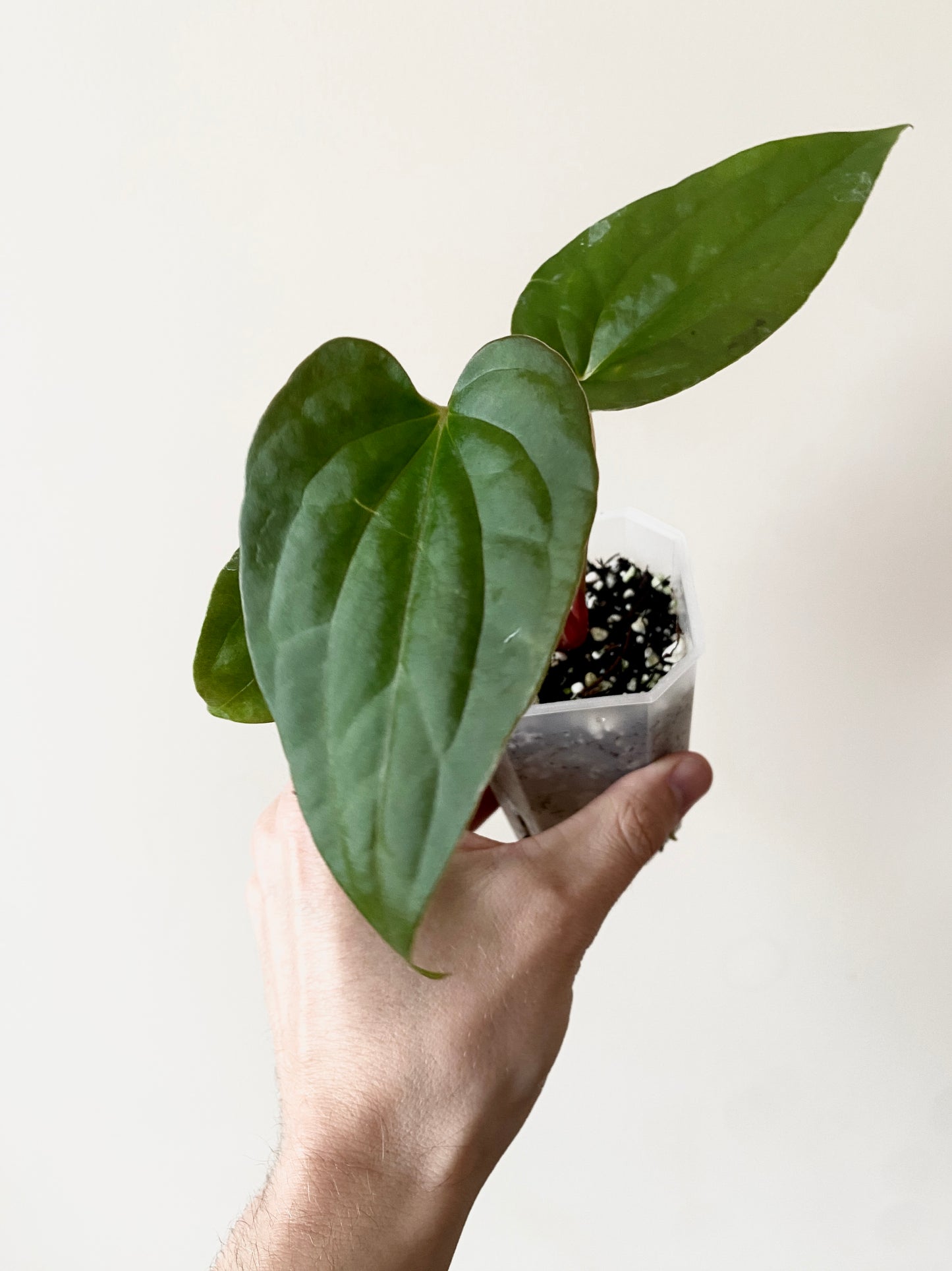 Anthurium Fort Sherman X Luxurians | 7 cm pot