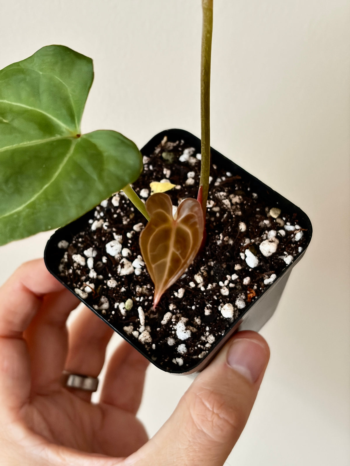Anthurium PapCrystal x Portillae open | 6 cm pot