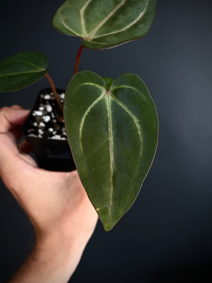 Anthurium Dark Knight X Carlablackiae | 7 cm pot