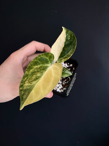Anthurium Pap.Mag var X AOS (SKG) | 7 cm pot