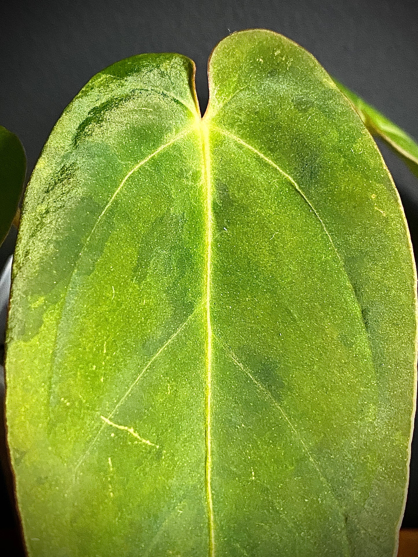 Anthurium Goliath (x self) variegated | 7 cm pot