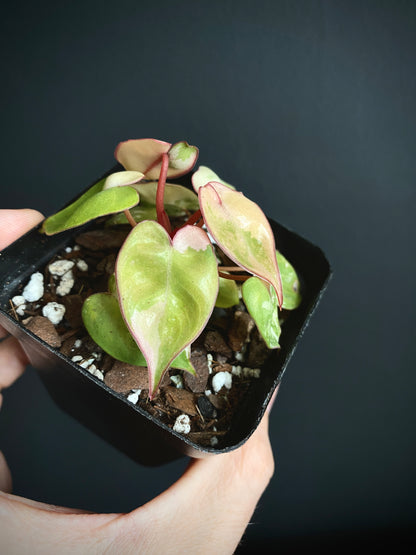 Philodendron Billietiae variegated | 7 cm pot [C]