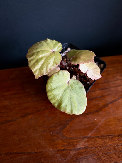 Begonia Ozotothrix | 6 cm pot [C]