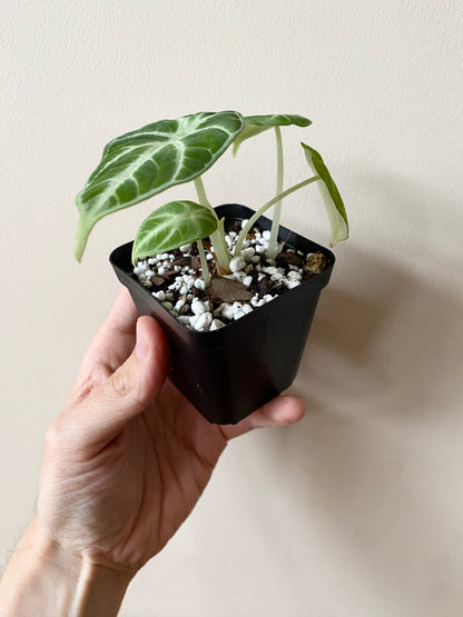 Alocasia Ninja | 7 cm pot