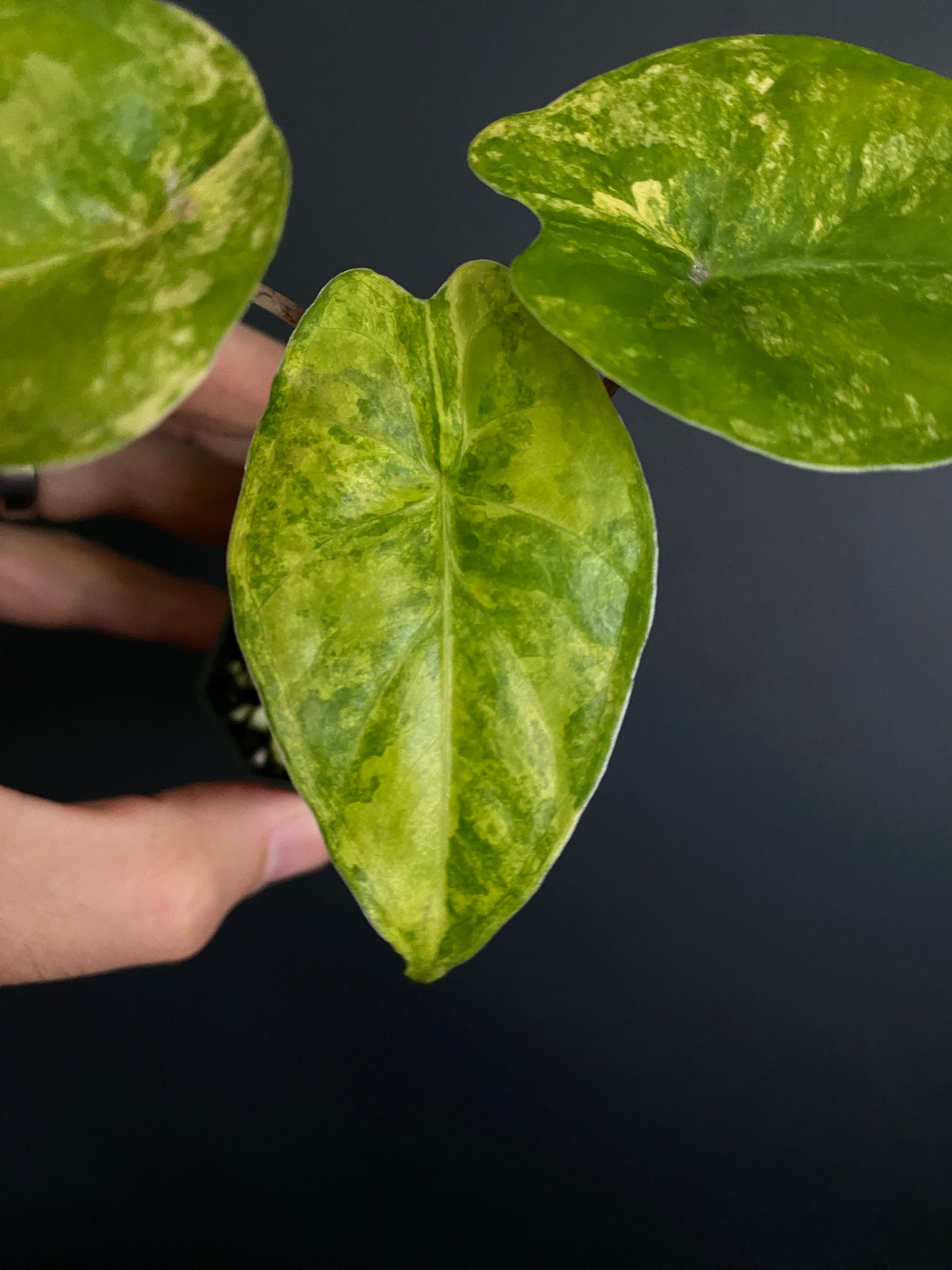 Alocasia Calidora aurea X Infernalis variegated hybrid | 5 cm pot